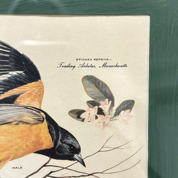 Vintage Arthur Singer framed art print #8 illustration Chikadee birds & flowers - Picture 6 of 10